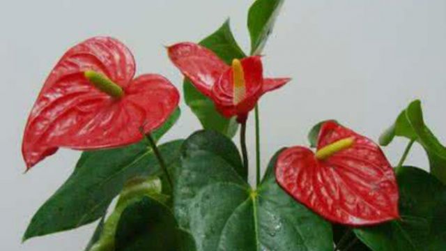 水培红掌不开花怎么办 水培红掌不开花怎么办