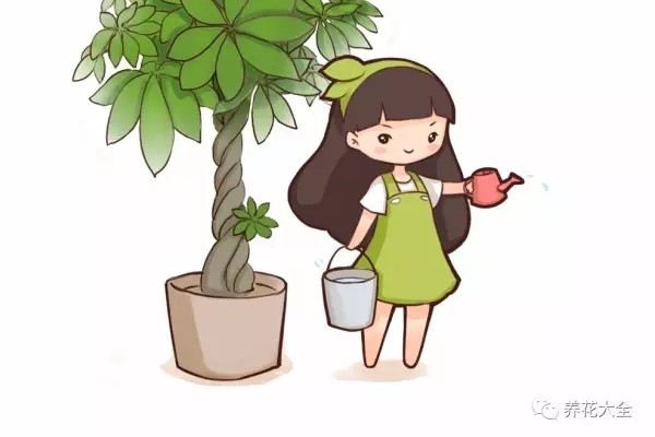 发财树这样浇水,不但浇不死,还能绿油油 发财树这样浇水,不但浇不死,还能绿油油