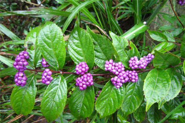 紫珠草和紫珠叶的区别 花百科