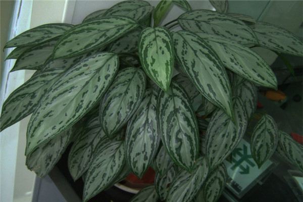 粗肋草怎么养? 粗肋草怎么养?