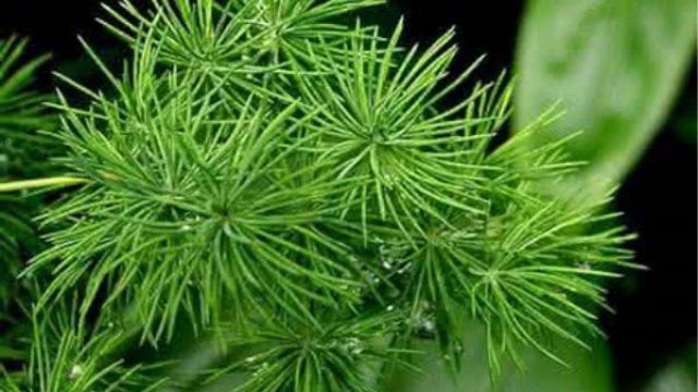 蓬莱松叶子发黄怎么办 蓬莱松叶子发黄怎么办
