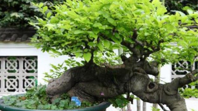 九里香盆景的制作方法 九里香盆景的制作方法