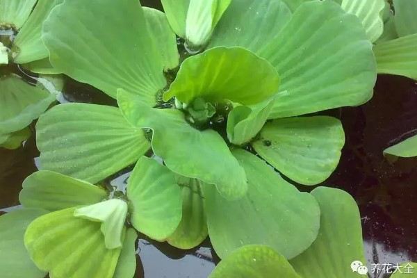 臭水沟挖点它养盆里,居然完爆花市重金买的盆栽! 臭水沟挖点它养盆里,居然完爆花市重金买的盆栽!