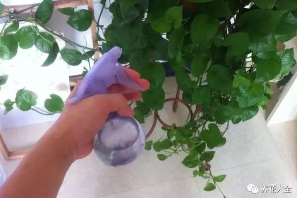 姐姐家的绿萝、吊兰半年长成瀑布,到底喂了啥好东西? 姐姐家的绿萝、吊兰半年长成瀑布,到底喂了啥好东西?
