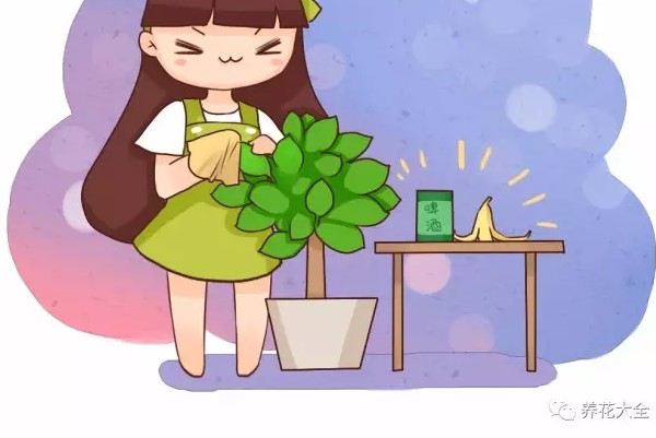 给花擦点这个,叶子贼绿,从不发黄! 给花擦点这个,叶子贼绿,从不发黄!