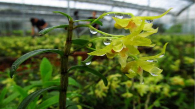 家庭种植铁皮石斛的方法 家庭种植铁皮石斛的方法
