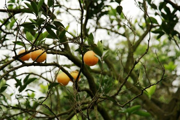 柑橘的功效和作用 - 花百科