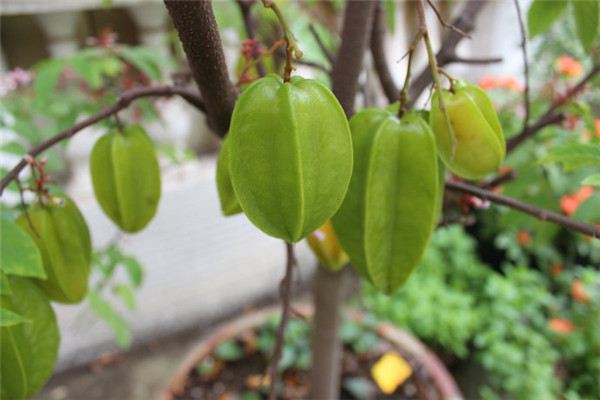 杨桃的盆栽方法 杨桃的盆栽方法