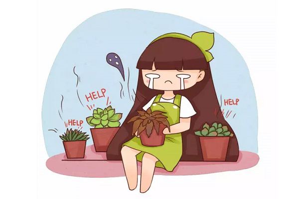 多肉正在向你求救,再不管,它就没命了! 多肉正在向你求救,再不管,它就没命了!