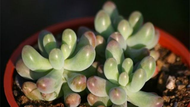 乙女心的养殖方法 乙女心的养殖方法