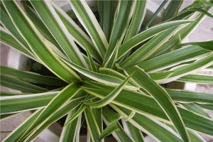 银边吊兰叶子发黄怎么办