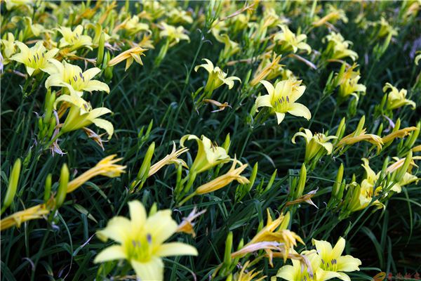 黄花菜的花语及植物文化 黄花菜的花语及植物文化