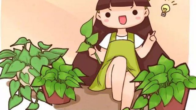 绿萝5种扦插方法,学会1种,家里就多得放不下了! 绿萝5种扦插方法,学会1种,家里就多得放不下了!