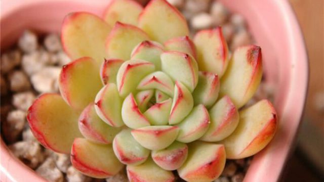 多肉植物侧芽怎么处理 多肉植物侧芽怎么处理
