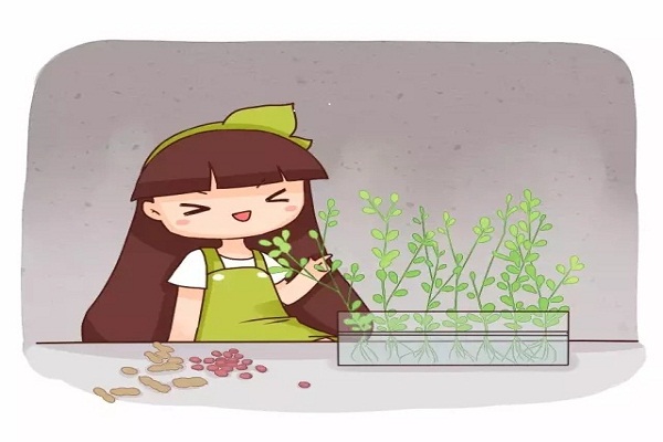 沤肥做菜当盆栽,1粒花生拿来养花,竟然这么好用! 沤肥做菜当盆栽,1粒花生拿来养花,竟然这么好用!