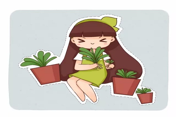 她家的君子兰,轻轻切一下,1盆变10盆! 她家的君子兰,轻轻切一下,1盆变10盆!