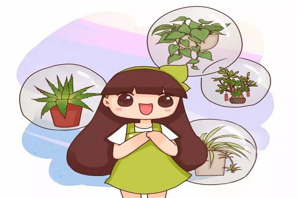 你家的绿萝吊兰,竟然还有这种好兆头! 你家的绿萝吊兰,竟然还有这种好兆头!