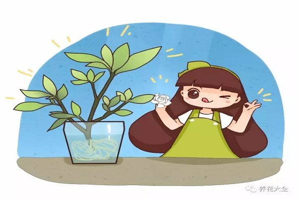 他剪了根栀子花,塞到矿泉水瓶里,7天就长出白花花的根! 他剪了根栀子花,塞到矿泉水瓶里,7天就长出白花花的根!