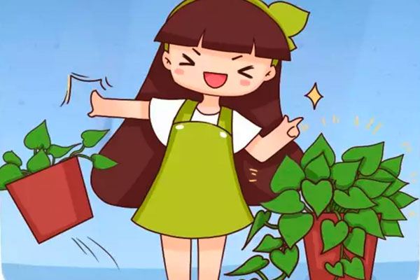 发财树绿萝稀稀拉拉?肯定是你没做到这一点! 发财树绿萝稀稀拉拉?肯定是你没做到这一点!
