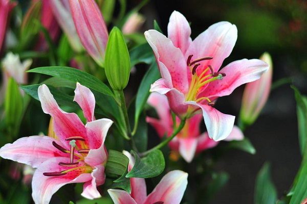 如何延长百合花的花期?6个小妙招! 如何延长百合花的花期?6个小妙招!
