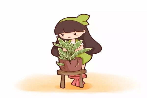 只要这样做,吊兰、虎皮兰根肥叶壮绿油油! 只要这样做,吊兰、虎皮兰根肥叶壮绿油油!