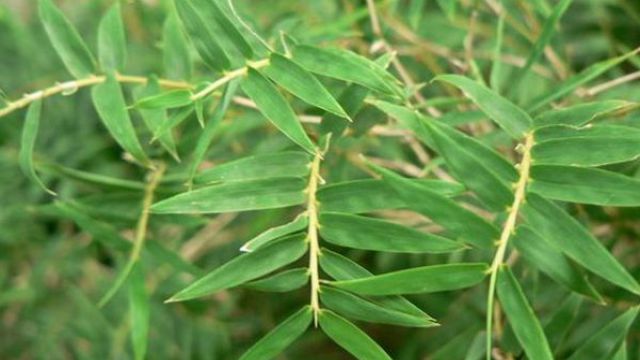 凤尾竹烂根怎么办?四招搞定! 凤尾竹烂根怎么办?四招搞定!