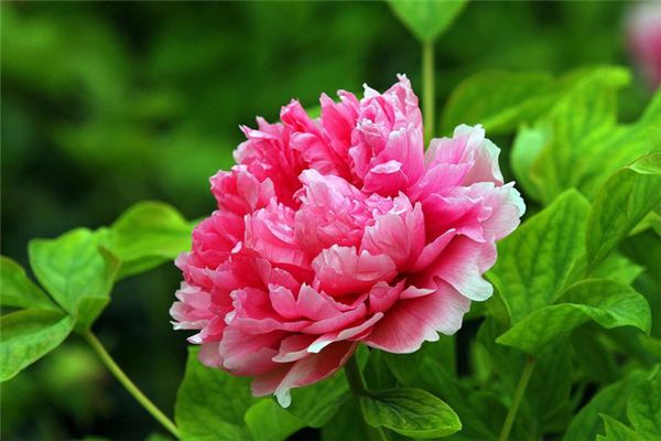 三种中国特有花卉 花美历史还悠久 花百科