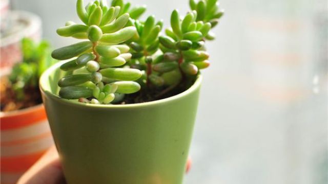 多肉植物长白色虫子怎么办 多肉植物长白色虫子怎么办