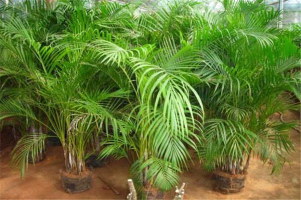 散尾葵这样施肥,植株又美又壮! 散尾葵这样施肥,植株又美又壮!