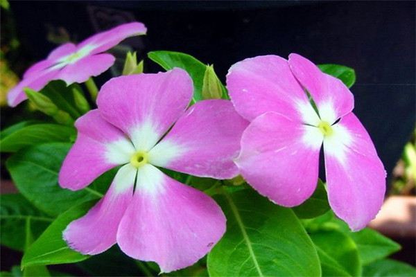 长春花施肥方法大全! 长春花施肥方法大全!