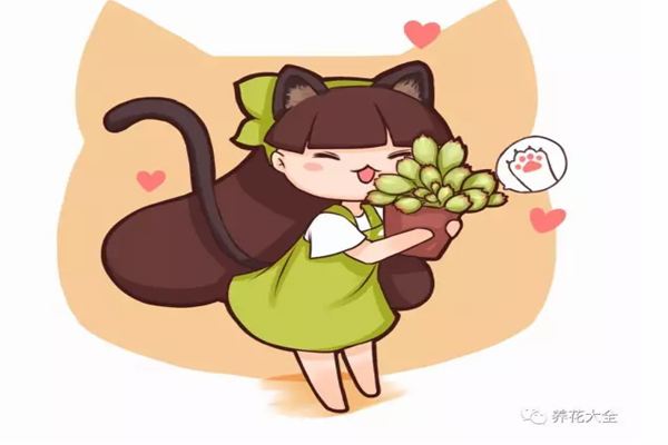 40种多肉现在不这么养,死得比夏天还惨! 40种多肉现在不这么养,死得比夏天还惨!