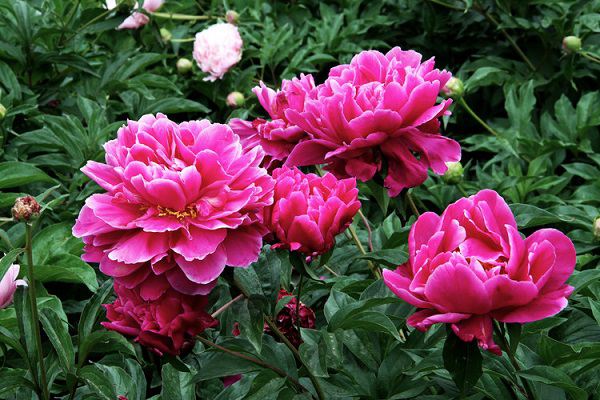 芍药怎么施肥?注意这五项! 芍药怎么施肥?注意这五项!