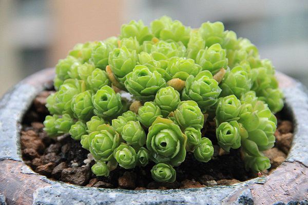 山地玫瑰怎么浇水?这样才正确! 山地玫瑰怎么浇水?这样才正确!