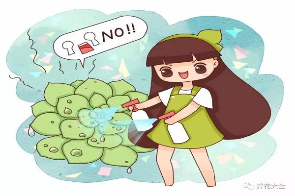 你这16个“善意”动作,正悄悄伤害你的多肉! 你这16个“善意”动作,正悄悄伤害你的多肉!