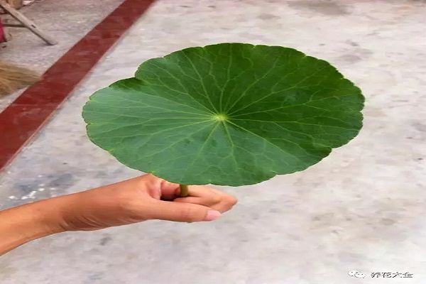 你的铜钱草又小又歪,人家的长成大荷叶,怎么做到的? 你的铜钱草又小又歪,人家的长成大荷叶,怎么做到的?