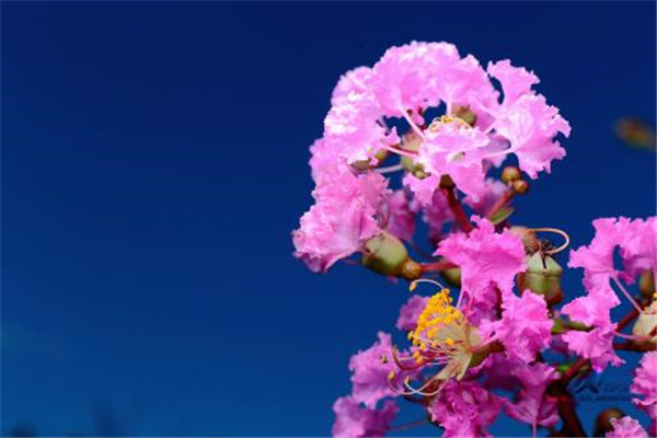 紫薇树长黑叶怎么办?处理方法是关键! 紫薇树长黑叶怎么办?处理方法是关键!