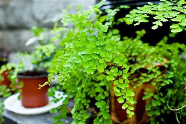 铁线蕨怎么换盆?这样操作保证不伤植物! 铁线蕨怎么换盆?这样操作保证不伤植物!