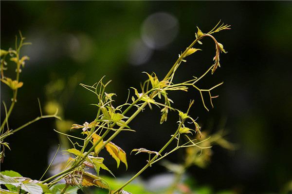 爬山虎繁殖方法大全! 爬山虎繁殖方法大全!
