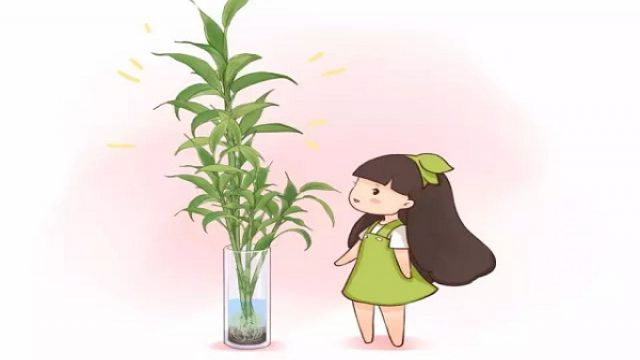 富贵竹从来不黄叶,诀窍竟然在这里! 富贵竹从来不黄叶,诀窍竟然在这里!