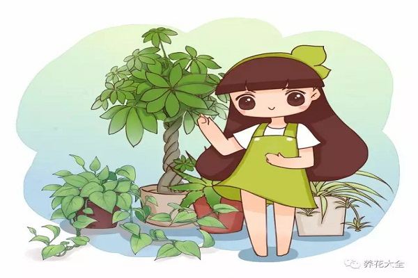发财树..最佳摆放位置,养花人必看! 发财树..最佳摆放位置,养花人必看!