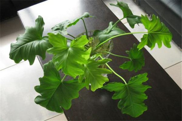 春芋水培方法大全! 春芋水培方法大全!