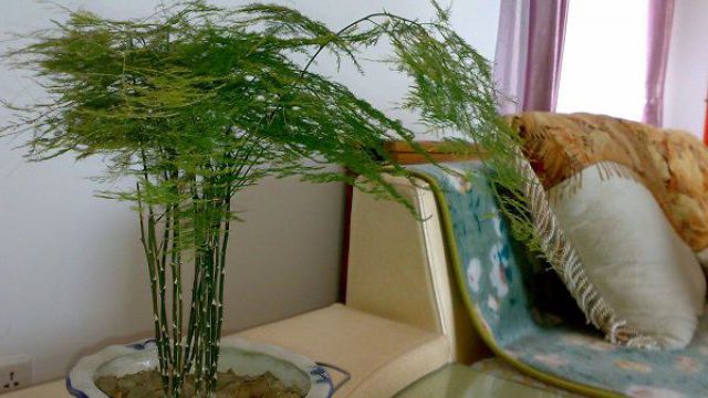 文竹怎么施肥 文竹怎么施肥