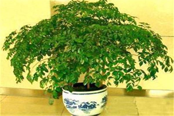 富贵树怎么施肥,这样施肥叶片又厚又绿! 富贵树怎么施肥,这样施肥叶片又厚又绿!
