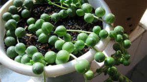 怎么让珍珠吊兰(佛珠)爆盆 - 花百科