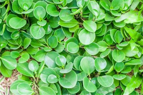 绿植长得慢怎么办? 绿植长得慢怎么办?