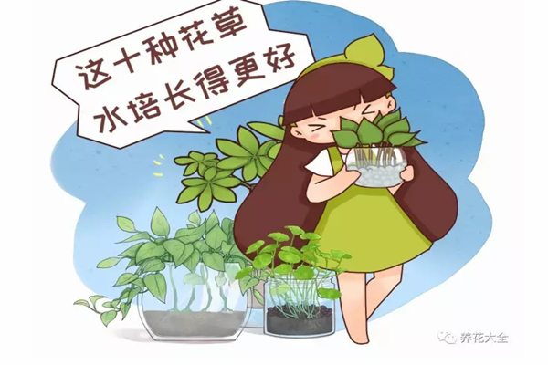 这10种花草水培长得更好,别傻到只会土养了! 这10种花草水培长得更好,别傻到只会土养了!