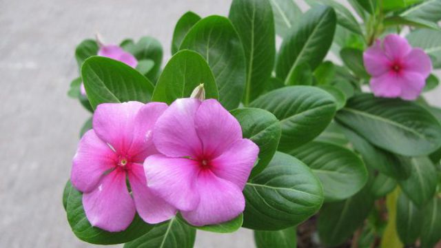 长春花怎样爆盆 长春花怎样爆盆