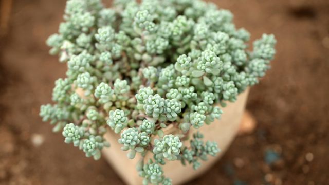 8种最容易爆盆的多肉植物 8种最容易爆盆的多肉植物