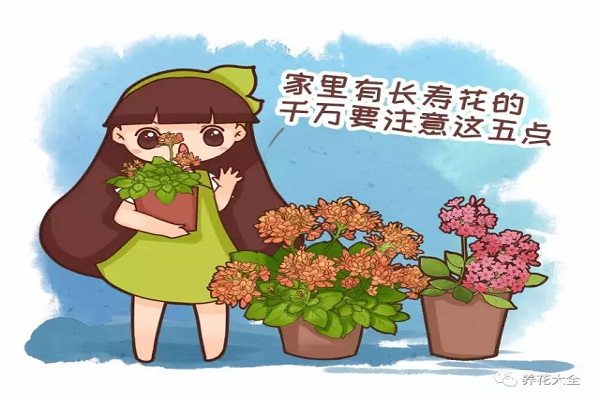 养长寿花注意这5点,才能长命百岁,开成大花球! 养长寿花注意这5点,才能长命百岁,开成大花球!