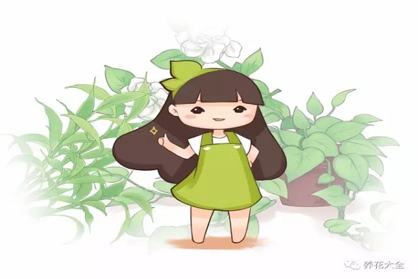 绿萝吊兰贼亮贼绿不黄叶,3招就搞定! 绿萝吊兰贼亮贼绿不黄叶,3招就搞定!